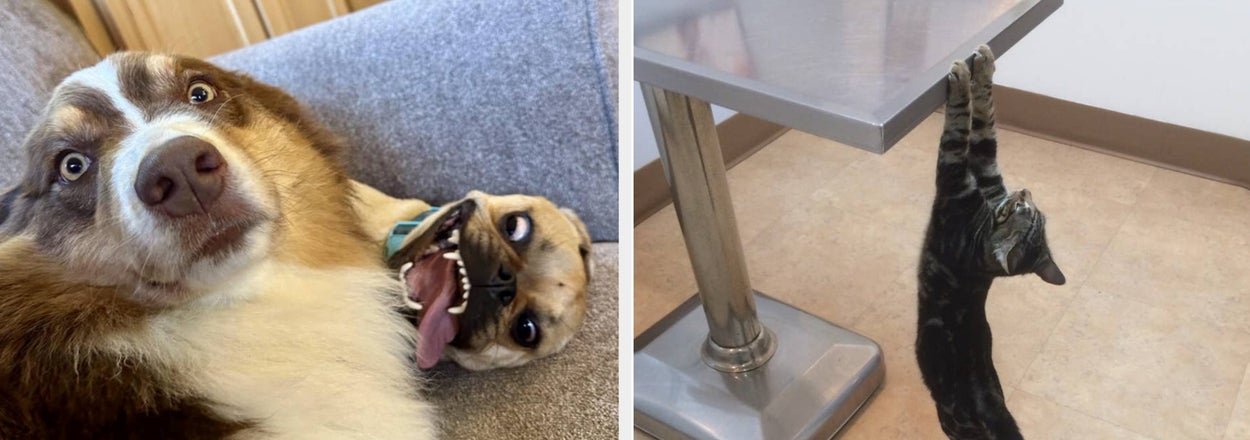 64 Animal Photos That Are Way, Way, Way, Way, Way, Way, Way, Way Funnier Than They Should Be