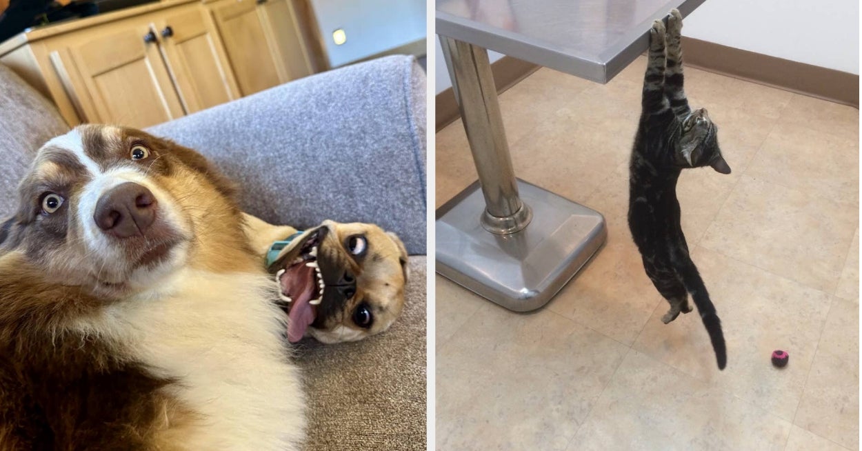 64 Animal Photos That Are Way, Way, Way, Way, Way, Way, Way, Way Funnier Than They Should Be