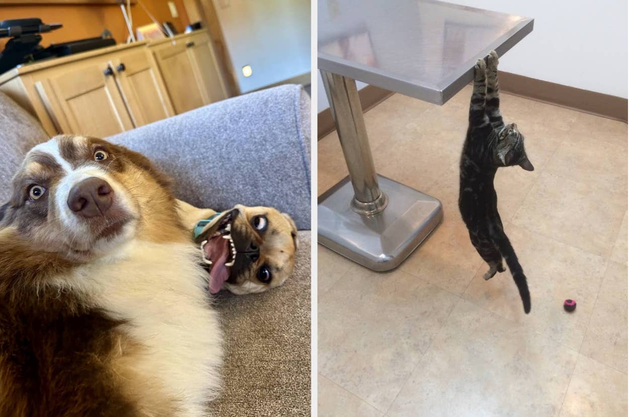 On the left, two playful dogs lie on a couch. On the right, a cat hangs dramatically from a table edge