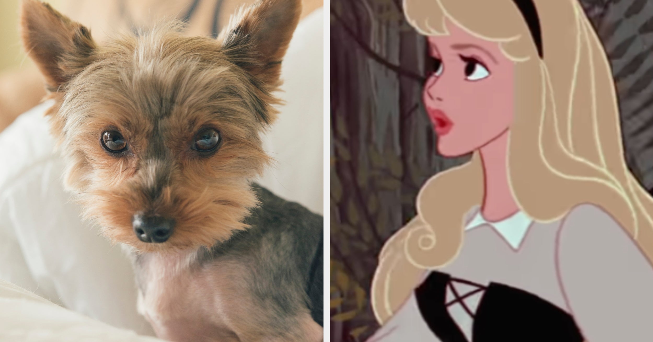 See Which Disney Princess Matches Your Puppy Choices