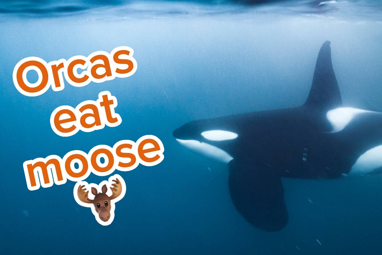 Image of an orca swimming underwater with text stating "Orcas eat moose" and an illustrated moose emoji
