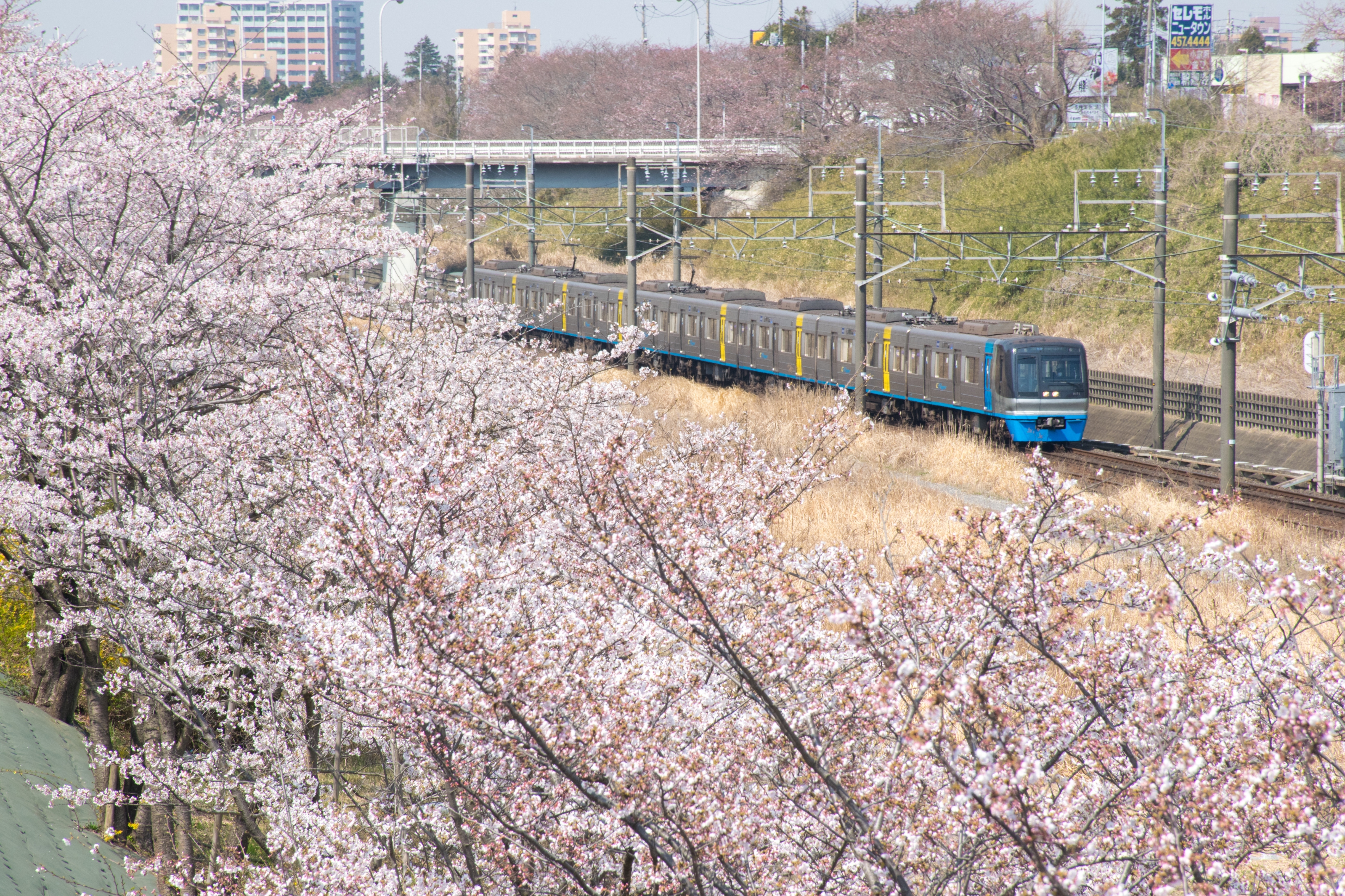 桜並木の中を走る電車。春を感じさせる風景。