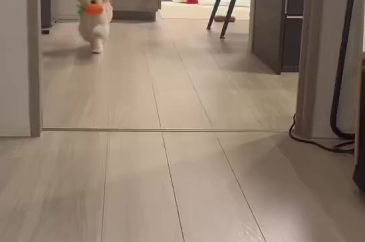 廊下を元気に走る小さな白い犬がオレンジ色のおもちゃをくわえています。