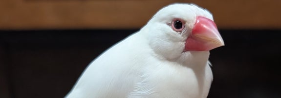 白い文鳥が室内で止まっている様子。バックグラウンドに模様がある。