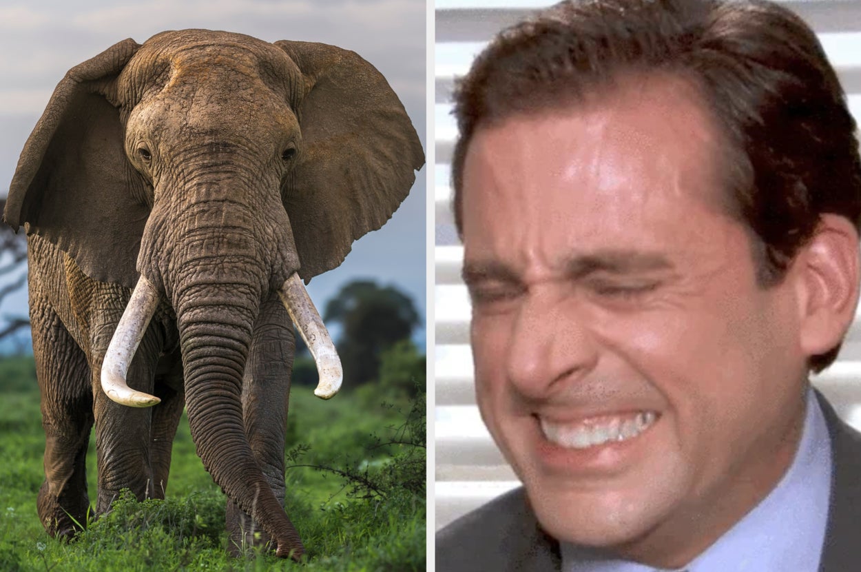 Elephant in natural habitat beside a man in a suit squinting and smiling