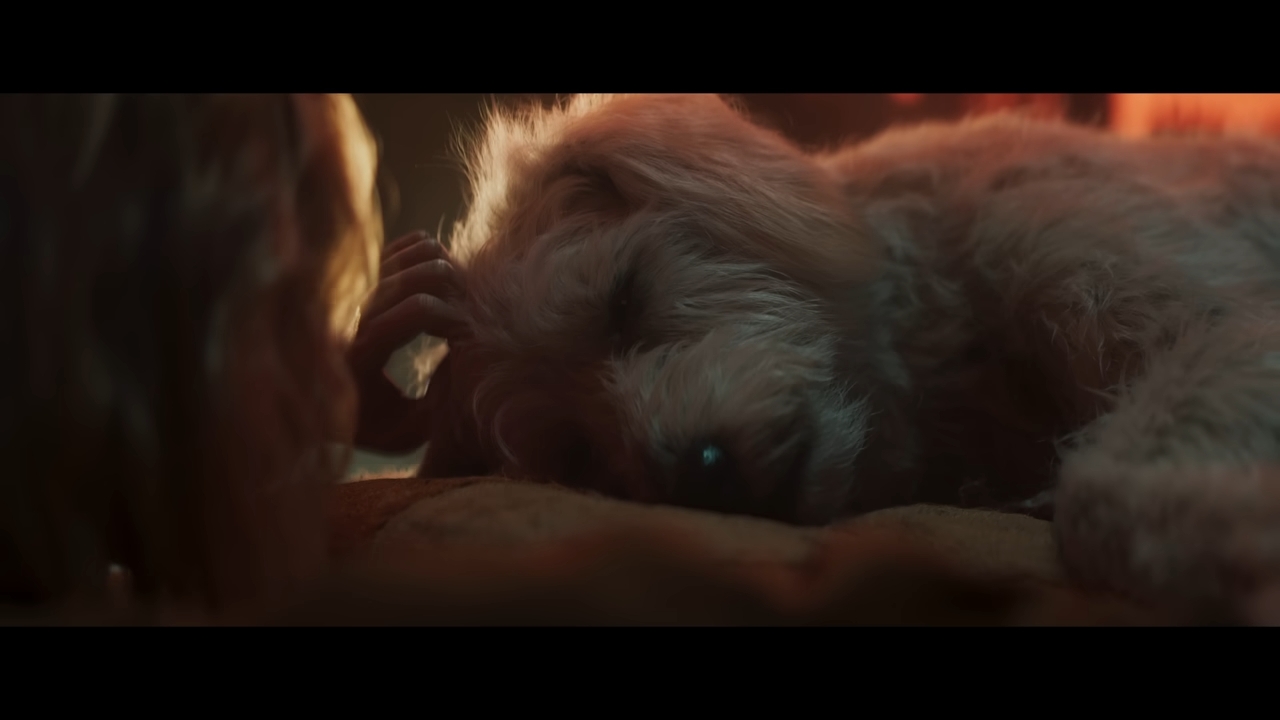A fluffy dog lies peacefully on a bed, receiving gentle head scratches from an off-screen person