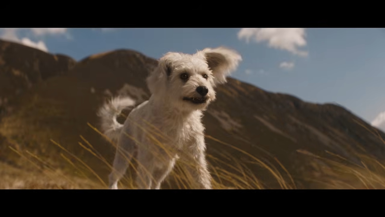 A fluffy dog joyfully runs through a grassy field with mountains in the background