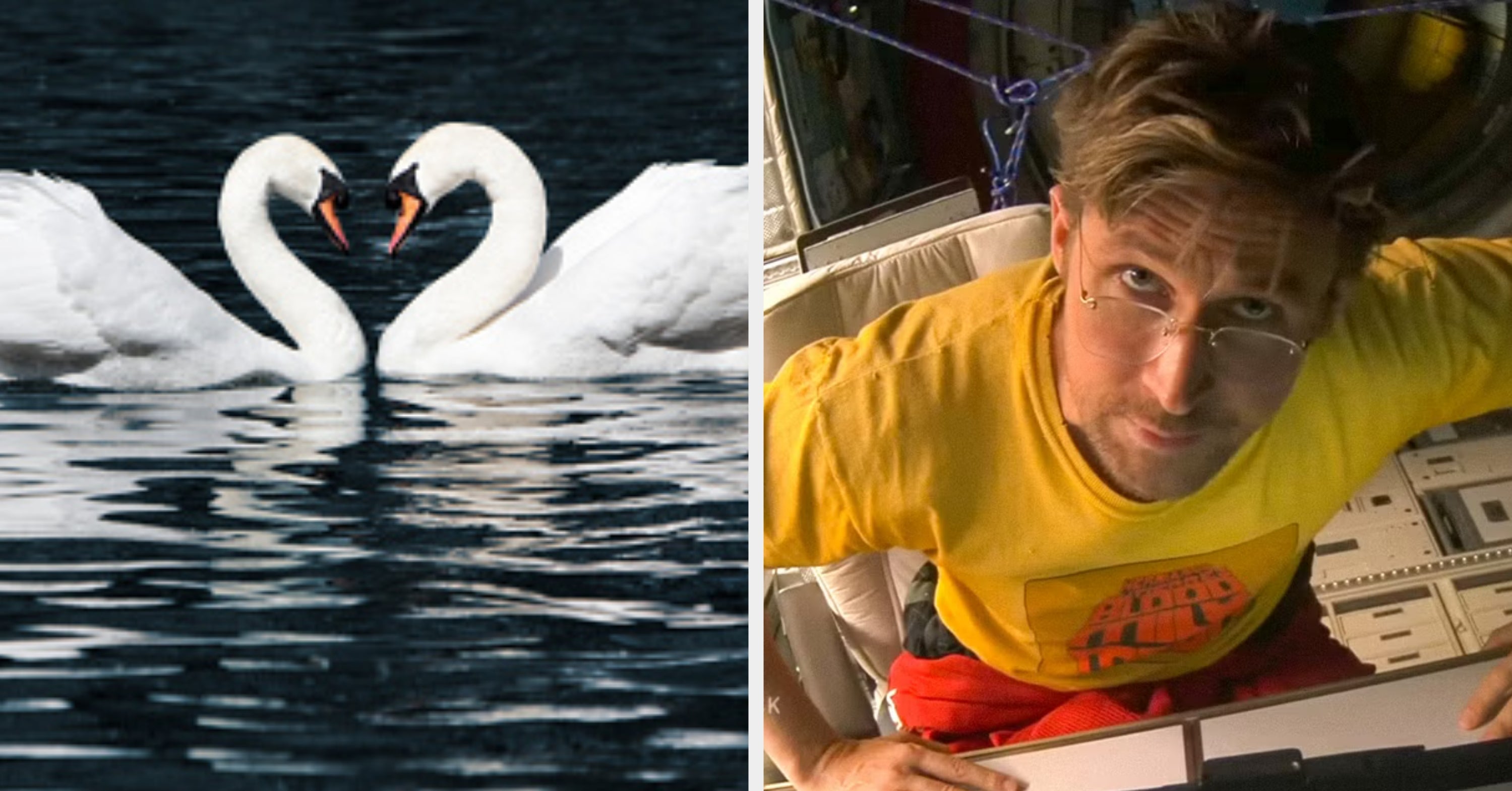 Match Birds With Every Letter Of The Alphabet And I'll Determine Your Fated Soulmate's Personality