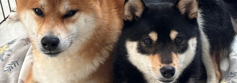 ジロウくん（写真左）とこつぶくん（写真右）/ 七さん（@403mL）のXより