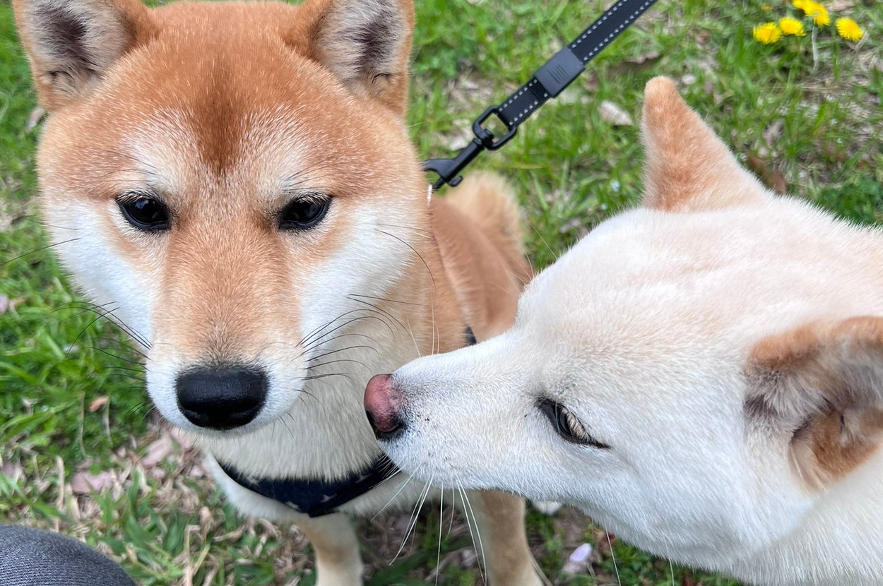 お外にいるエルちゃんとタケルくん（豆柴?エルとタケルさんのXアカウントより