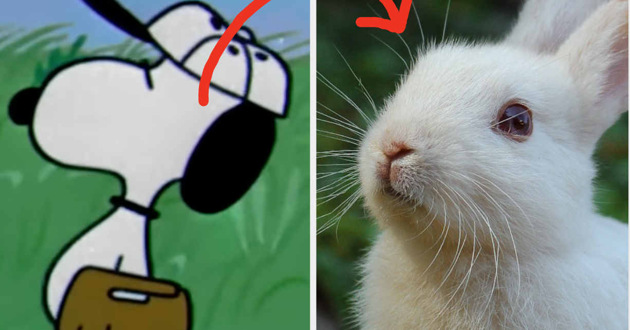 Tell Us Which Famous Fictional Animals You Love And We'll Match You With Your Perfect Real-Life Pet