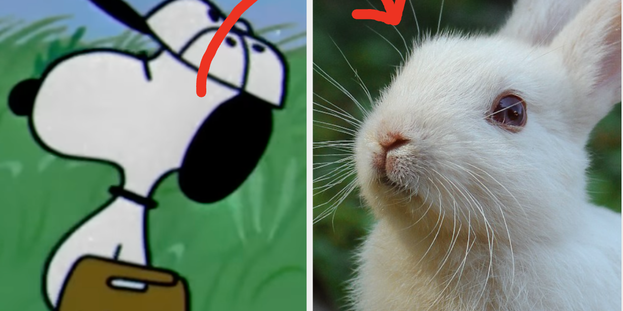 Pick Some Popular Fictional Animals And I'll Recommend A Pet For You To Bring Home!