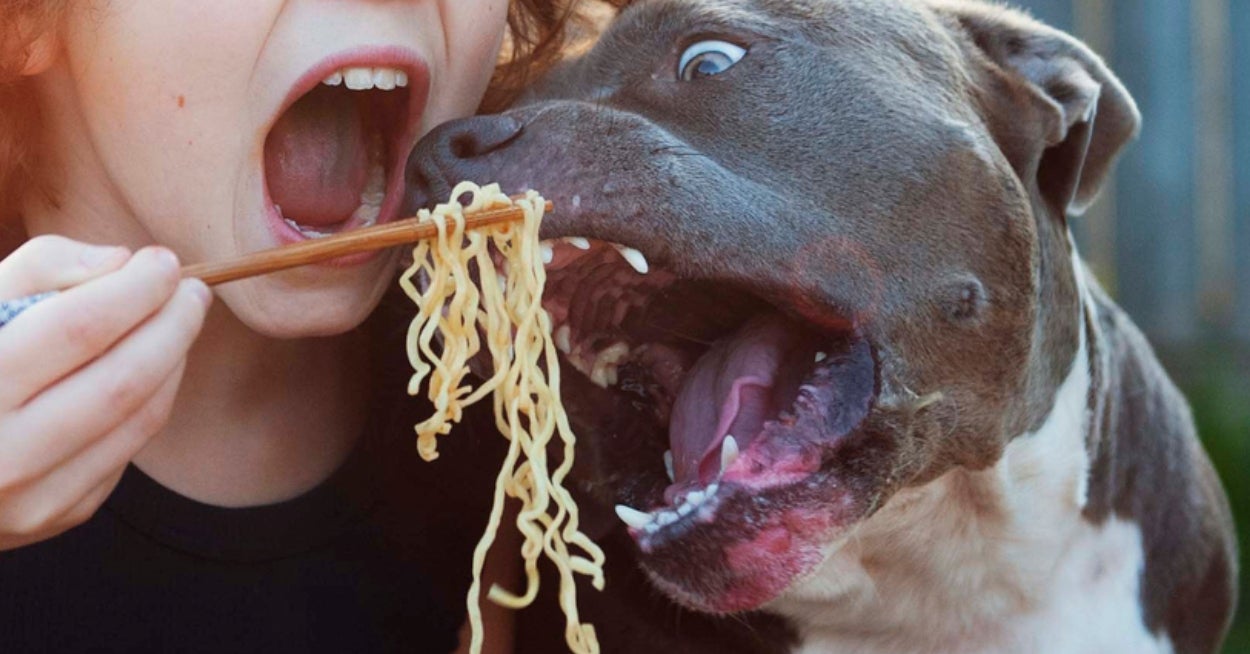 Apparently Your Taste Buds Have An 87% Chance Of Accurately Guessing If You're A Dog Or Cat Person — Care To Test That Theory?