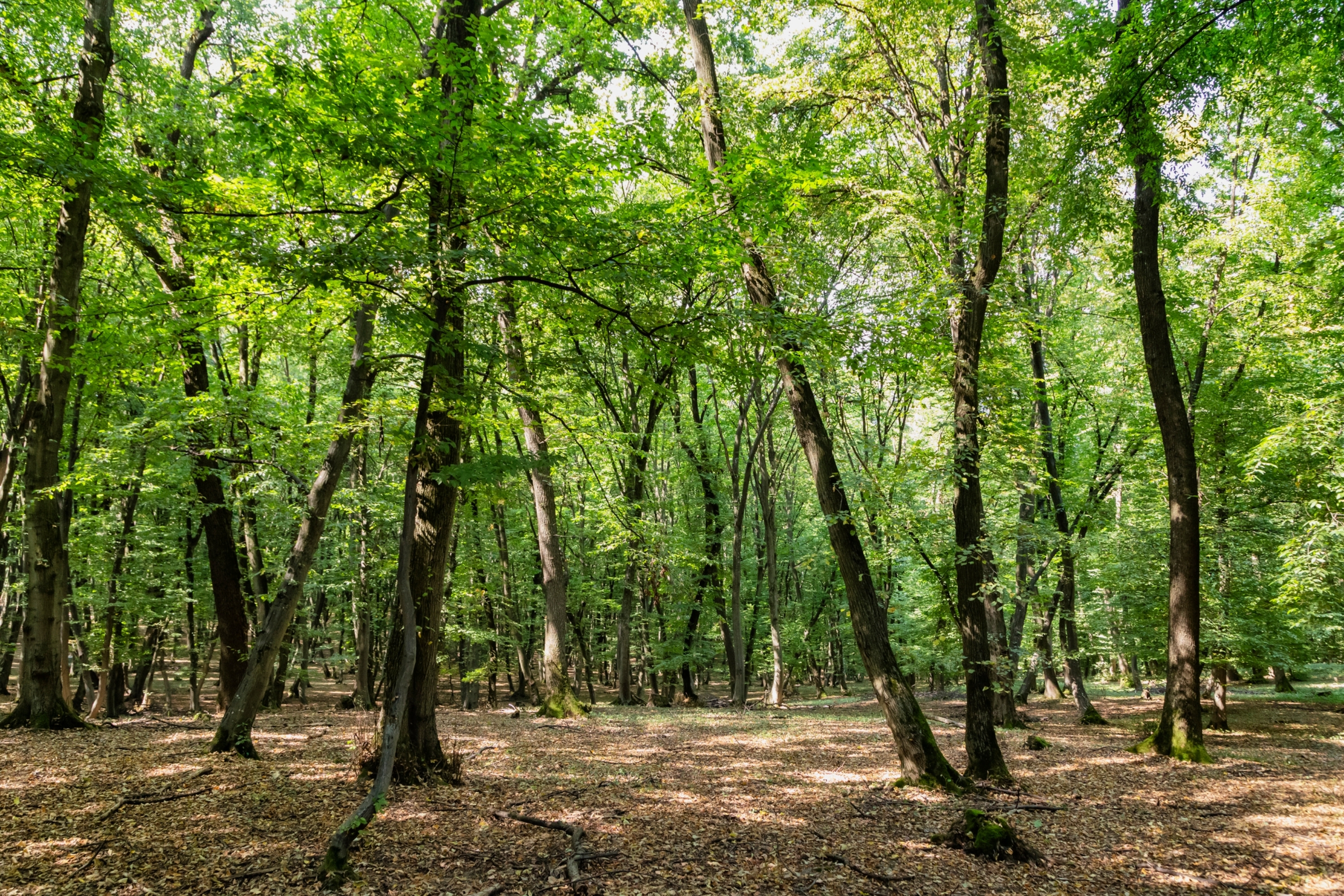 Sunlit wood with gangly trees and a carpet of fallen leaves connected the ground. Tranquil and earthy woodland setting
