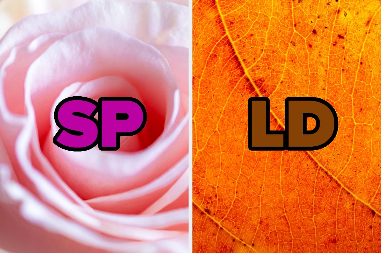 Close-up of a rose with "SP" text on left and an autumn leaf with "LD" text on right