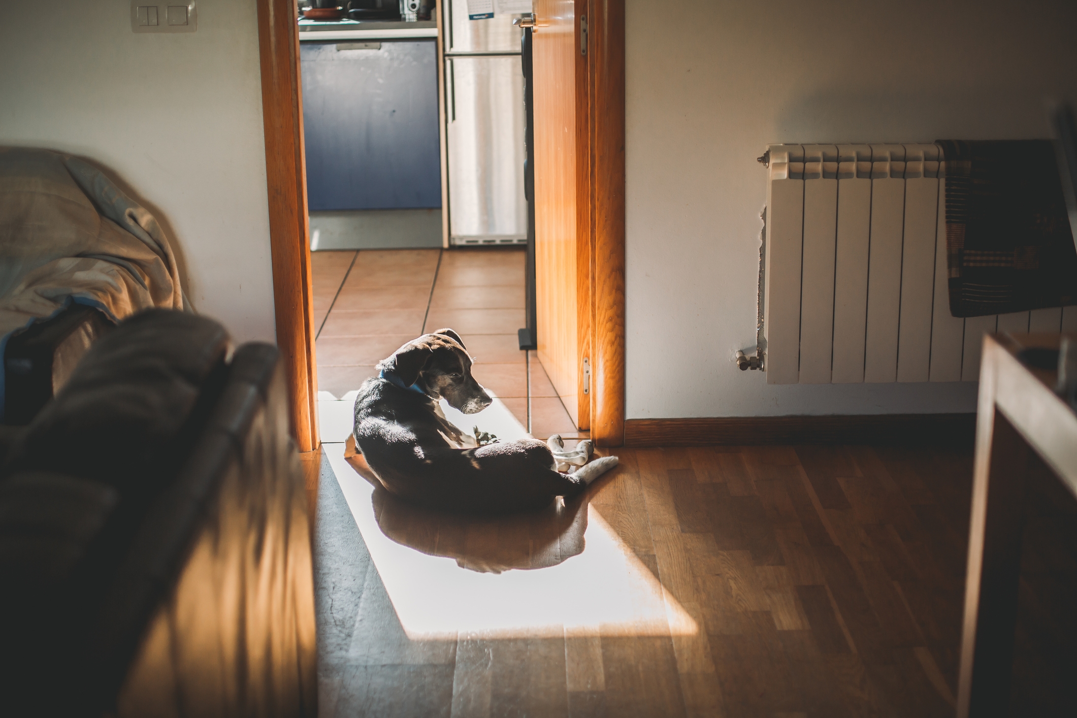 Dog lies successful a spot of sunlight connected a woody floor, adjacent a doorway starring to a kitchen