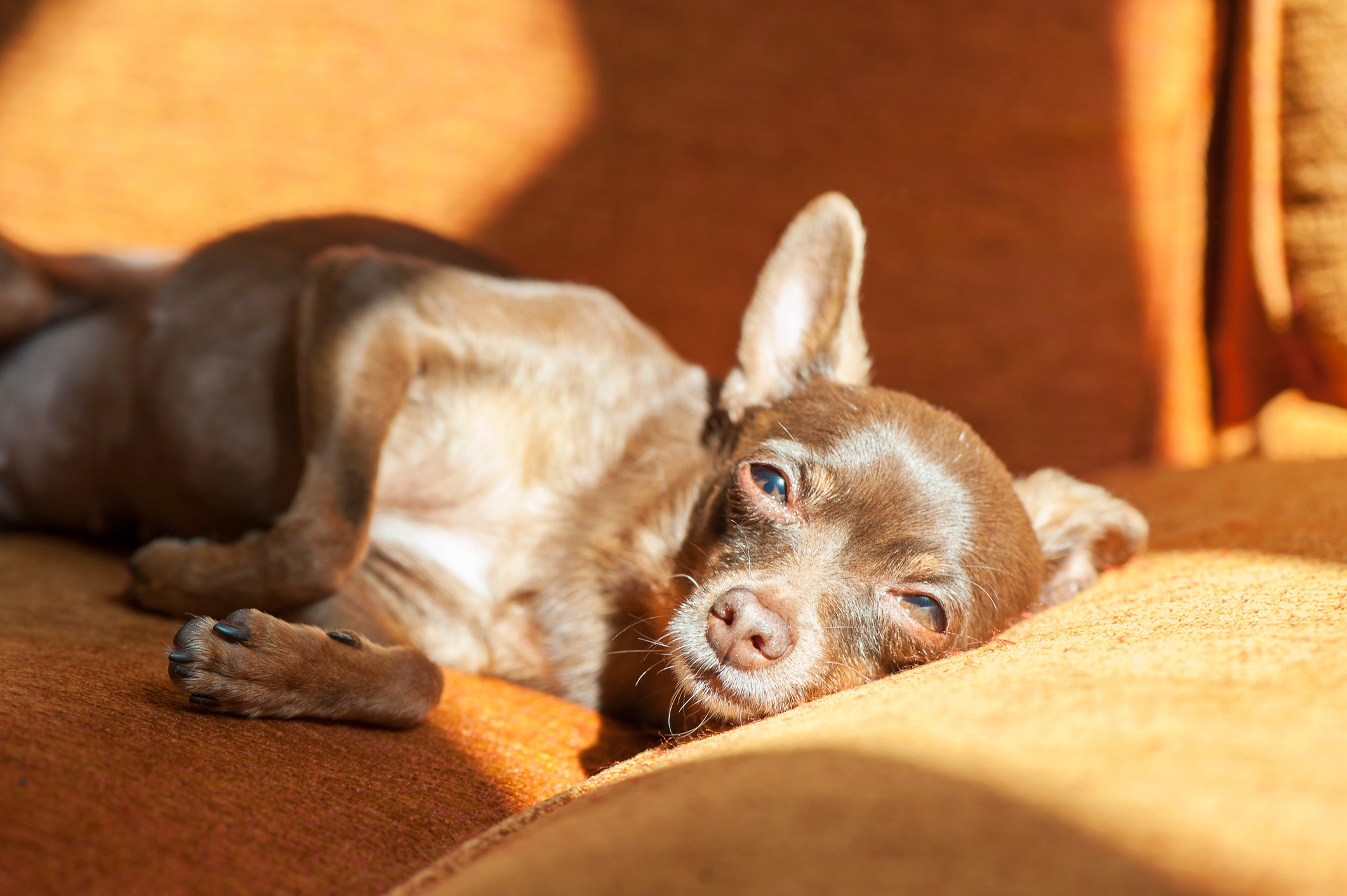 Small canine lounging connected a sunny sofa, looking relaxed and content