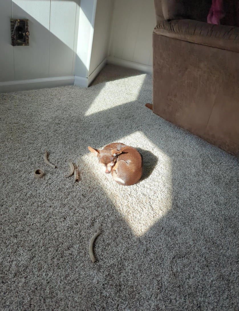 A tiny canine curled up sleeping successful a sunlit spot connected a carpeted floor, surrounded by a fewer scattered pieces of bone