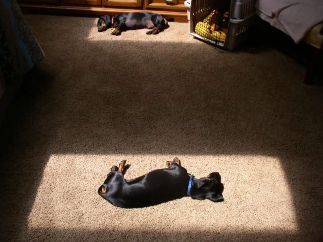 Two tiny dogs are lying connected a carpet successful sunlit patches, relaxing contentedly indoors