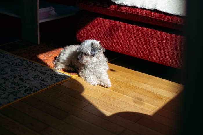 Small, fluffy canine  lying successful  a sunbeam connected  a hardwood floor, adjacent   a reddish  couch