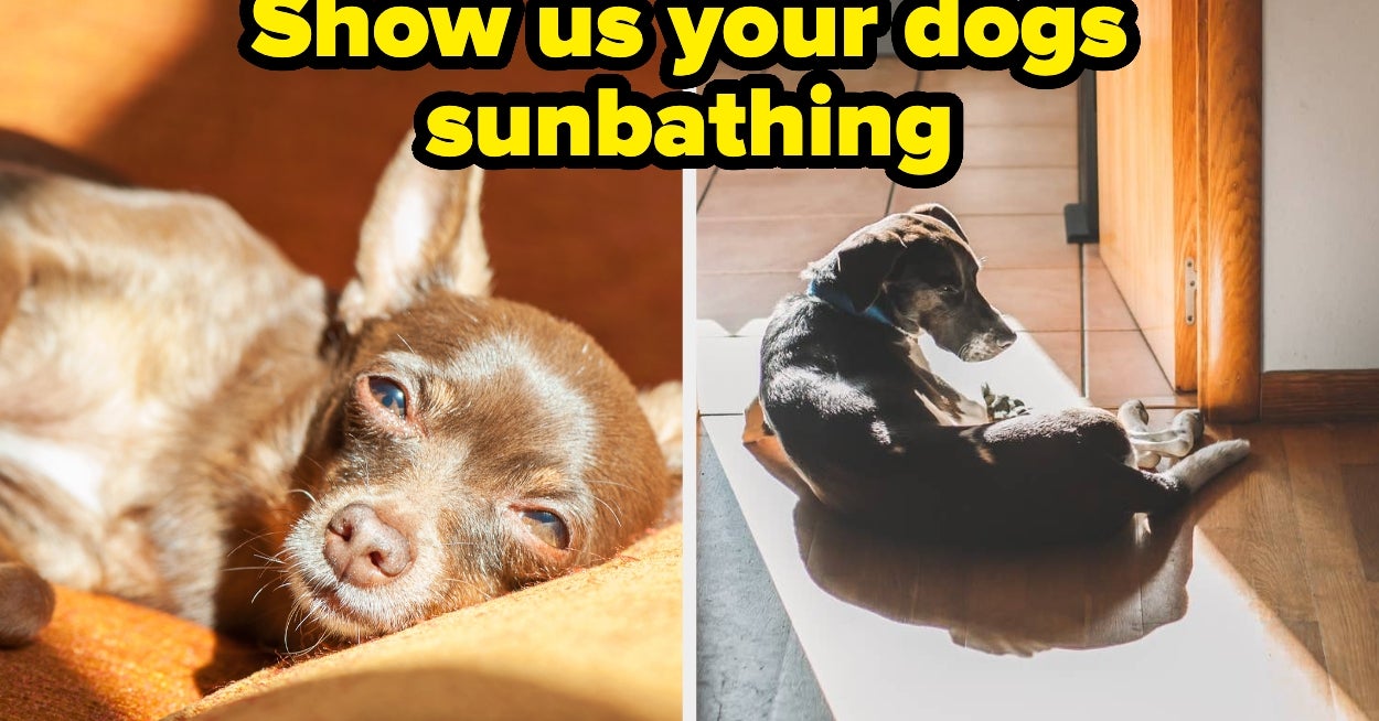 Please Send Us Photos Of Your Pets Soaking Up The Sun