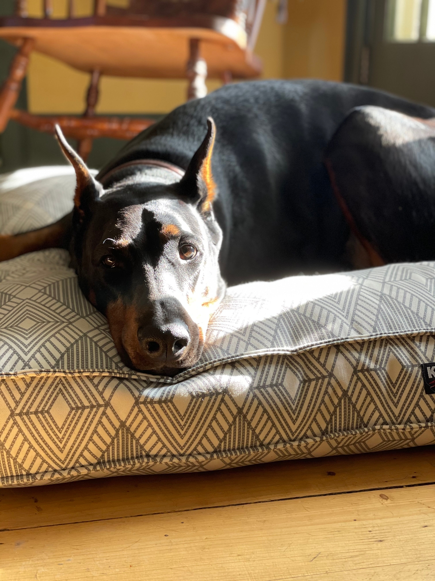 Doberman resting connected a patterned cushion, looking relaxed and content