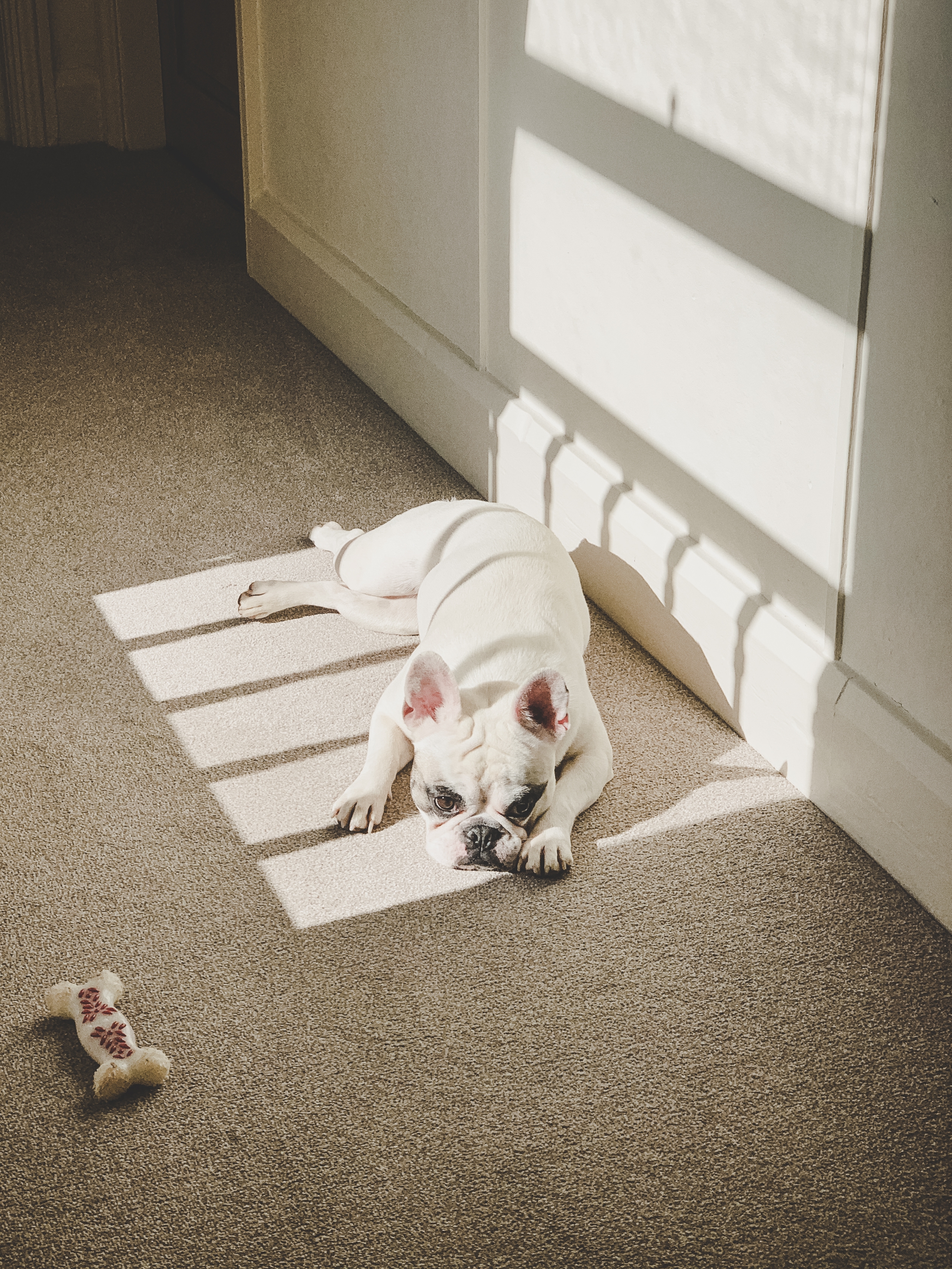 A French bulldog lies connected a carpet successful a sunbeam adjacent to a artifact bone