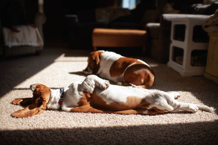 Two dogs prevarication  connected  a sunlit carpet indoors, relaxed and resting successful  a cozy room