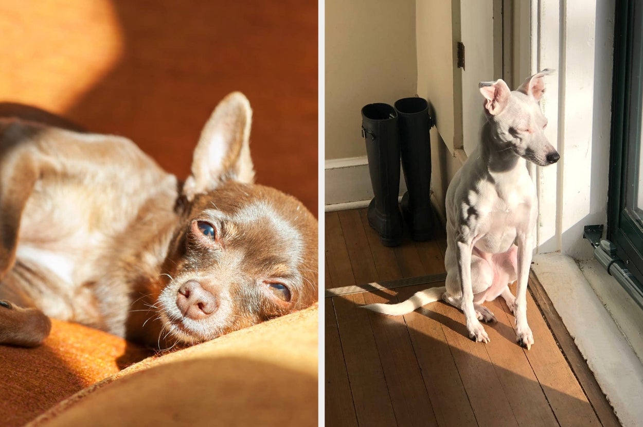 Two small dogs basking in sunlight indoors, one lying down and the other sitting near boots by a window