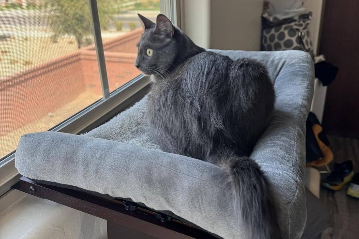 If You Don’t Own These 34 Cat Products Yet, You’ve Gotta Be Kitten Me