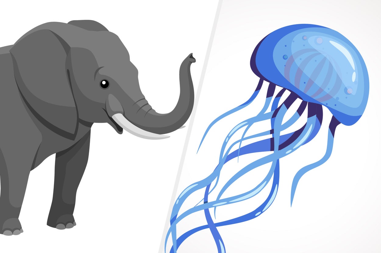 左：象のイラスト（Thomas Lydell / Getty Images/iStockphoto）右：クラゲのイラスト（Bohdanochka / Getty Images/iStockphoto）