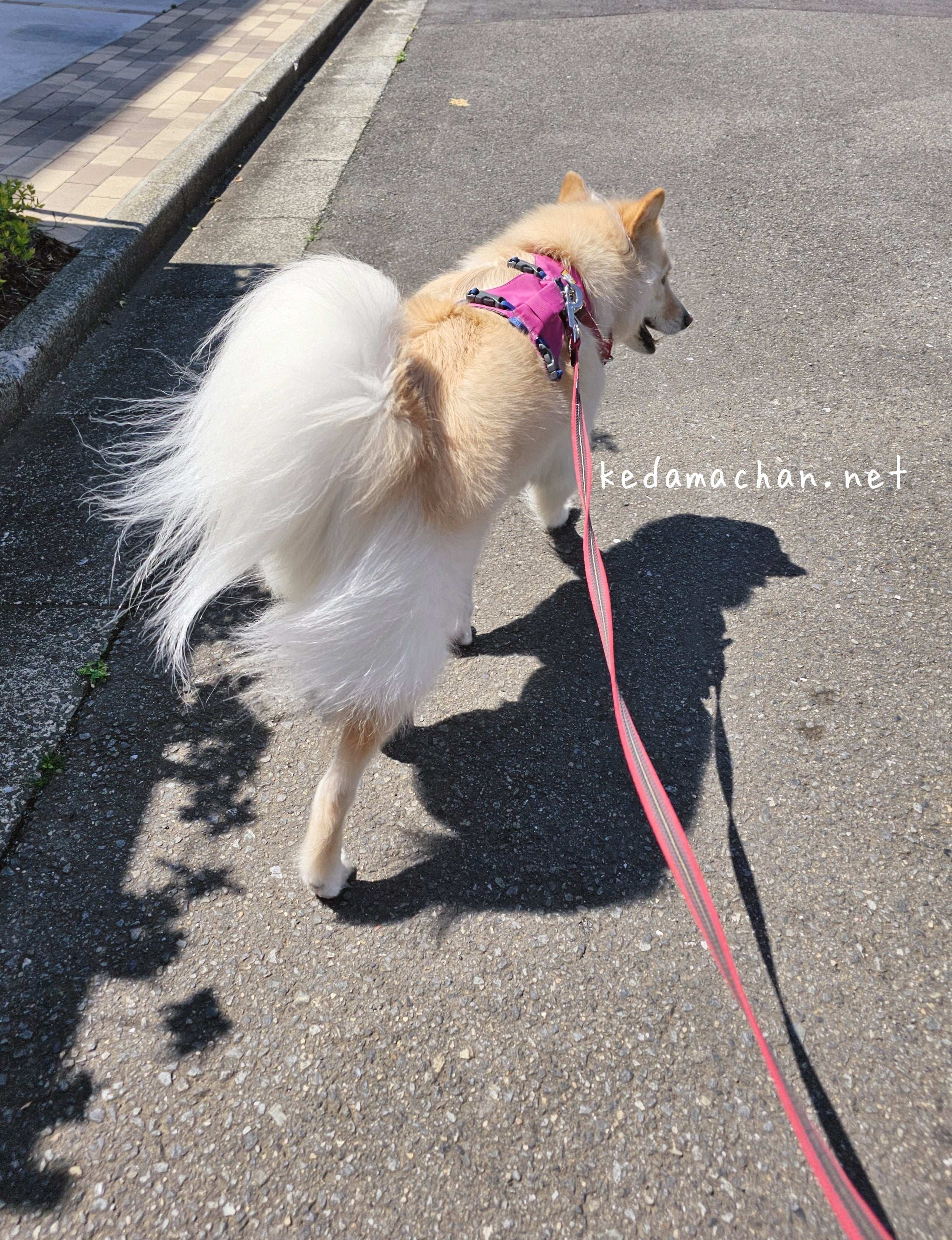 お散歩中のつるちゃん（雑種犬つるちゃん?と猫??さんのXアカウント）