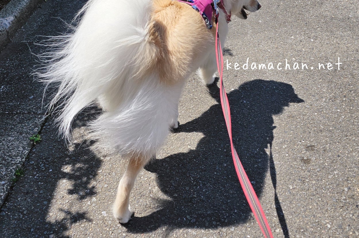 お散歩中のつるちゃん（雑種犬つるちゃん?と猫??さんのXアカウント）