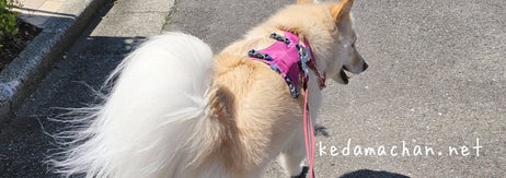 お散歩中のつるちゃん（雑種犬つるちゃん?と猫??さんのXアカウント）