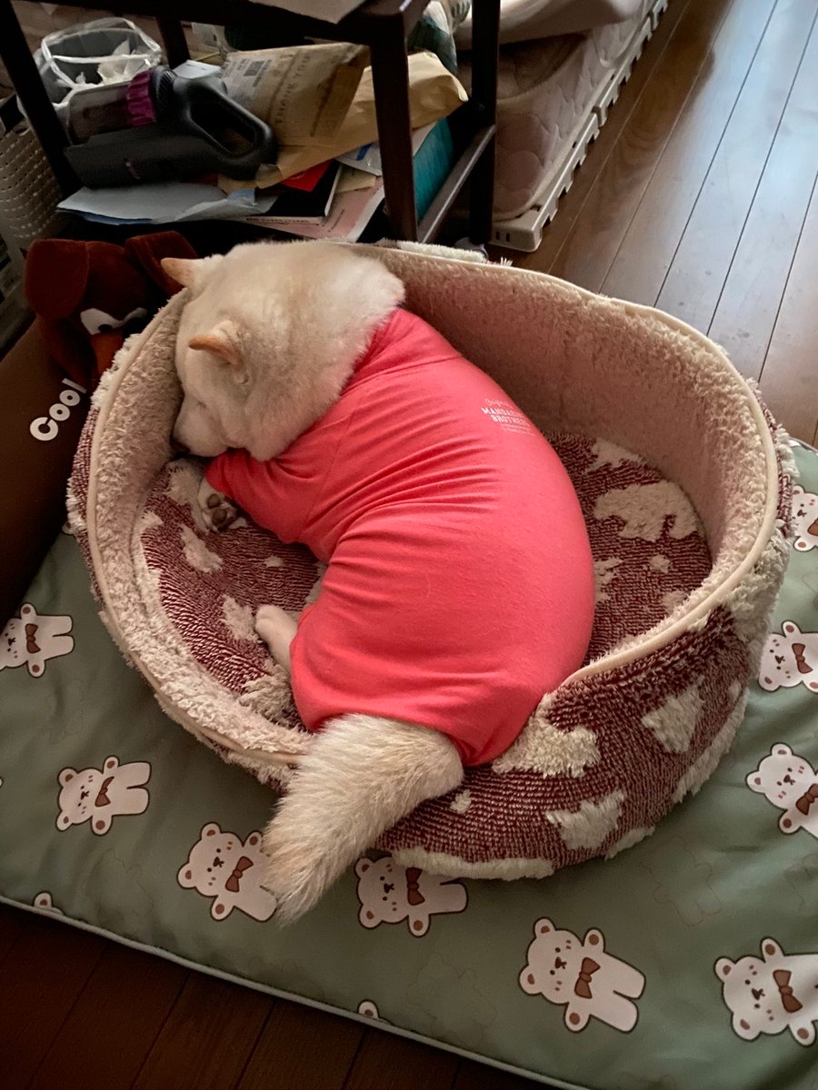 寝ているまつちゃん／飼い主さんのX（@bankinmatu）より