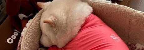 寝ているまつちゃん／飼い主さんのX（@bankinmatu）より