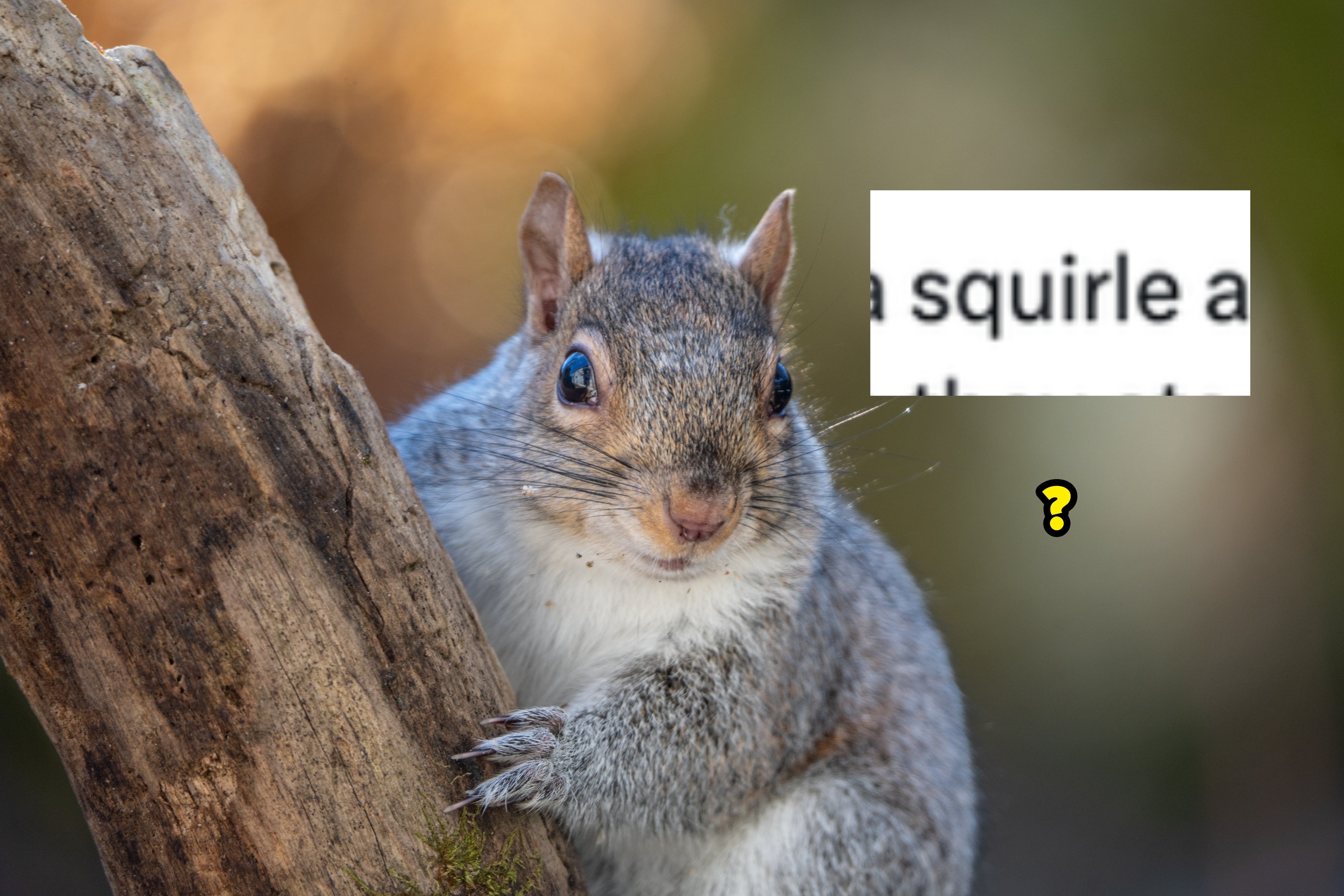 Et ekorn klamrer seg til en tregren og ser direkte på kameraet, med en uskarp naturlig bakgrunn