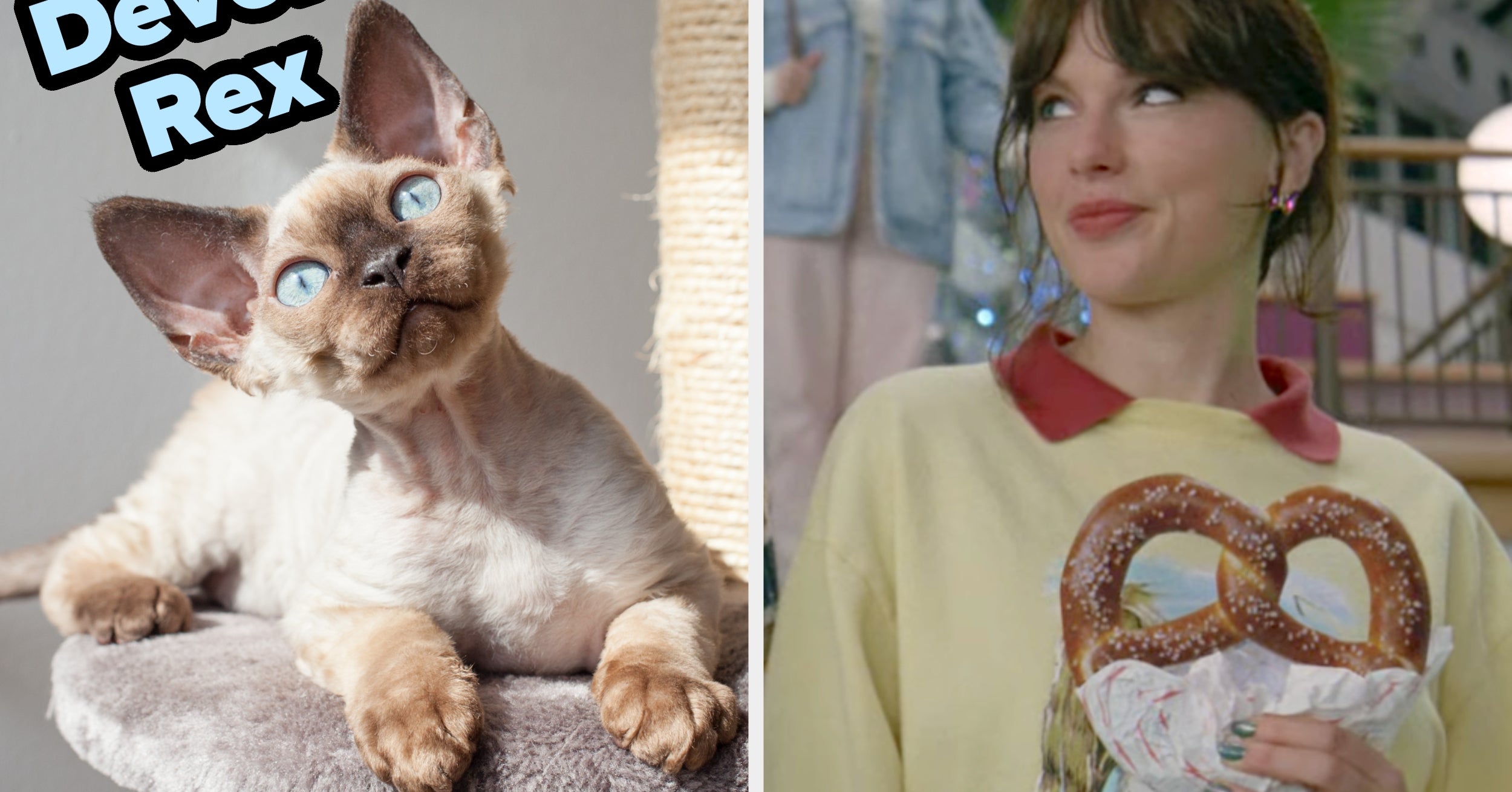 Choose A Song From Each Taylor Swift Album And I'll Determine What Type Of Cat You Embody