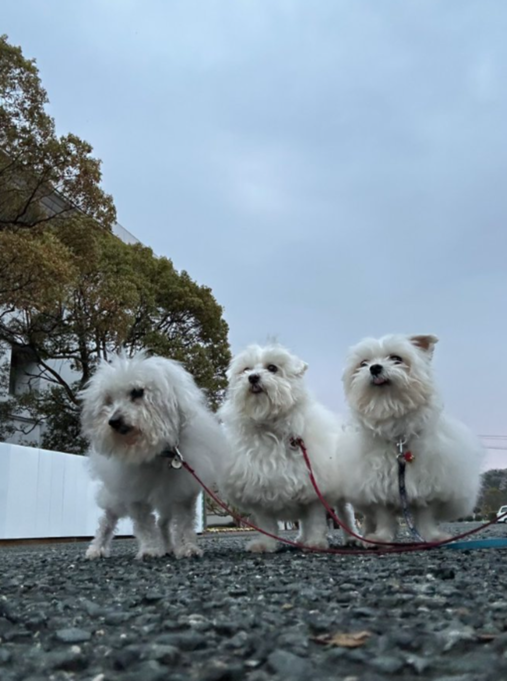 お散歩中のココちゃん、ハルくん、ひまわりちゃん/飼い主さん（@9Z8lquSv8B3FMpN）のXより