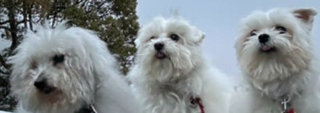 お散歩中のココちゃん、ハルくん、ひまわりちゃん/飼い主さん（@9Z8lquSv8B3FMpN）のXより