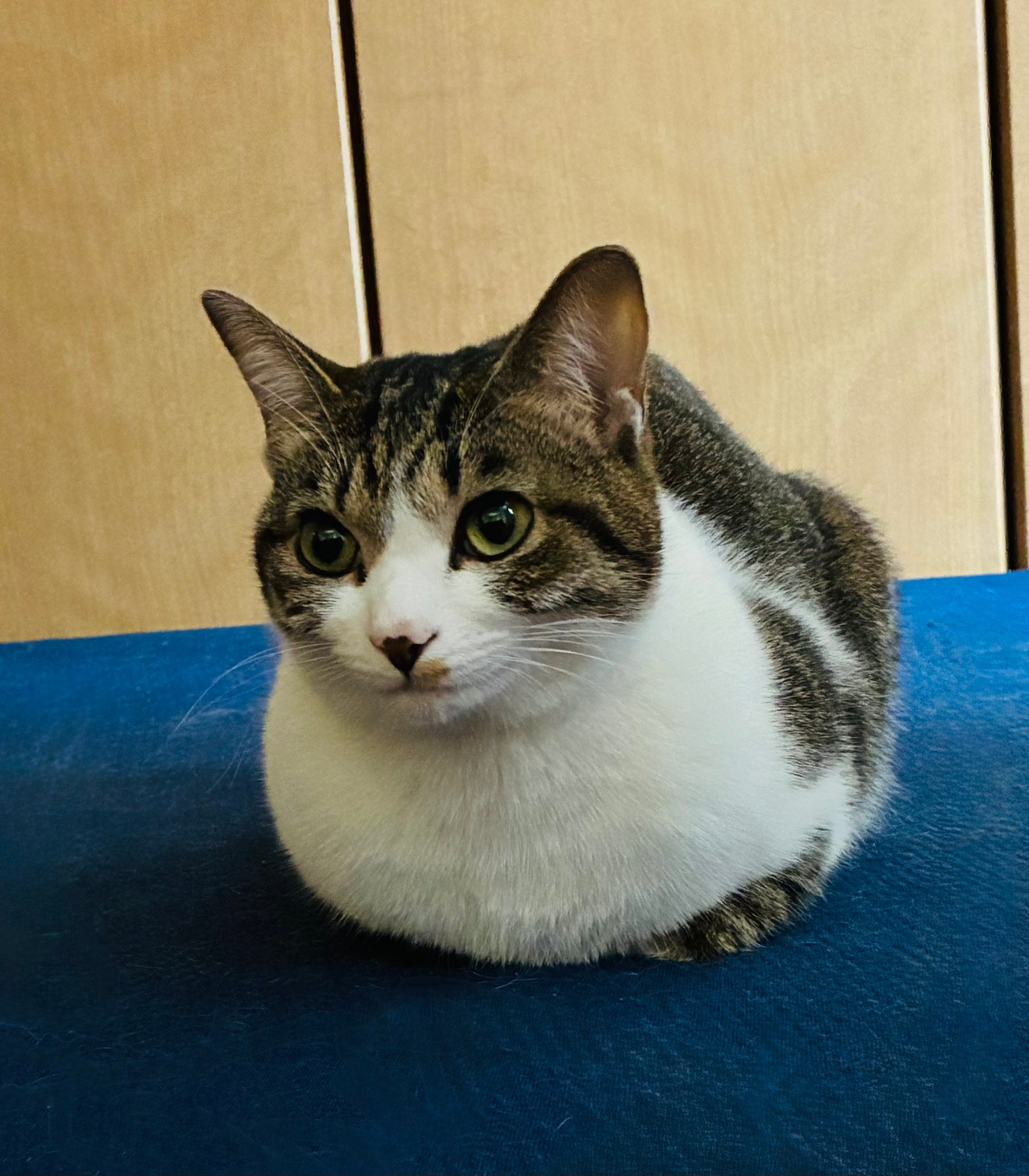 なーちゃんの「きれいな おててないない」（のんちゃんさんのXアカウントより）