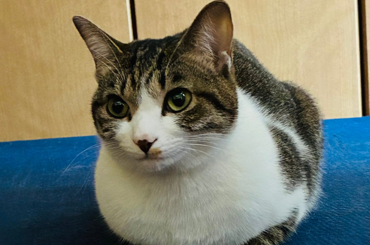 なーちゃんの「きれいな おててないない」（のんちゃんさんのXアカウントより）