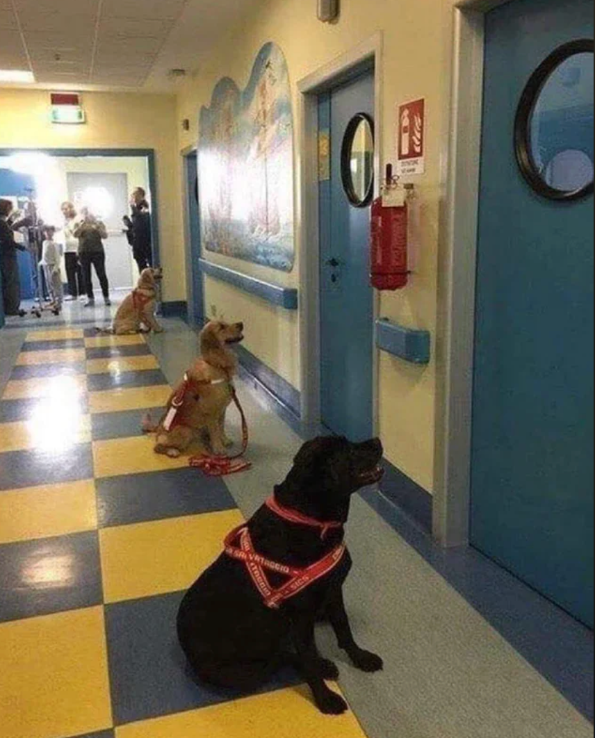 Three work dogs sitting attentively successful a hallway, each wearing harnesses, waiting adjacent a door