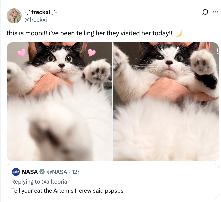 Collage of a fluffy feline with wide eyes and raised paws, shared by a idiosyncratic online. A tweet from NASA humorously responds to the post