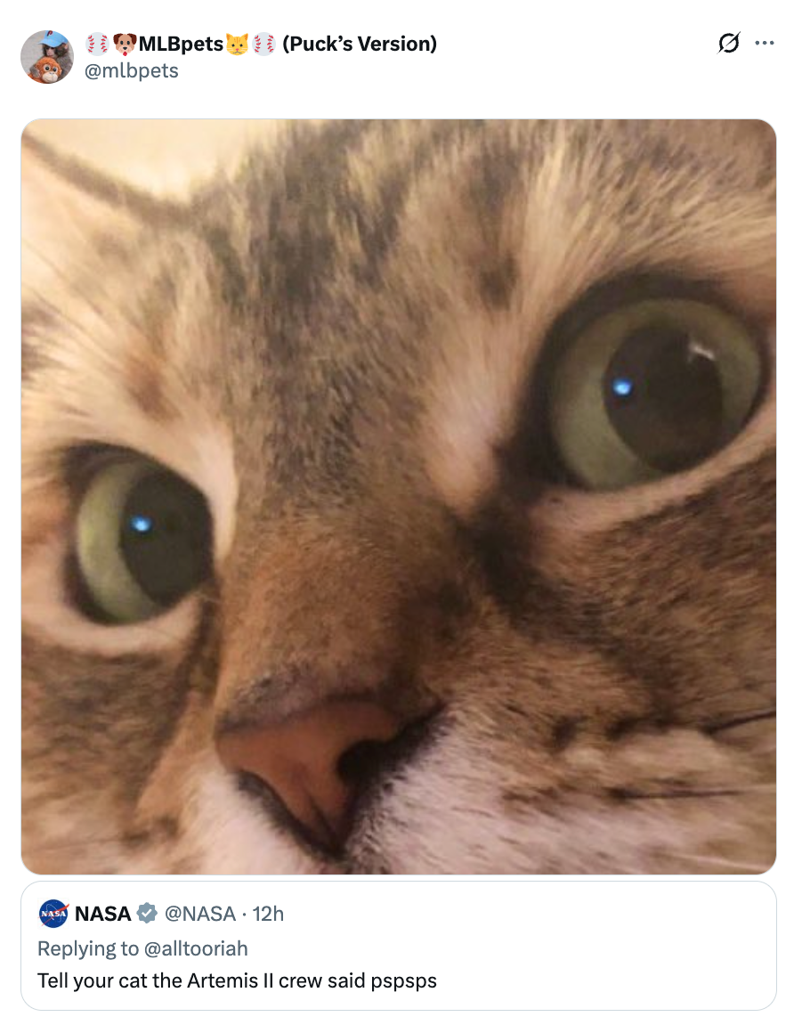 Close-up of a cat's look with wide eyes. A tweet beneath suggests telling the cat, "pspsps," referencing the Artemis II crew