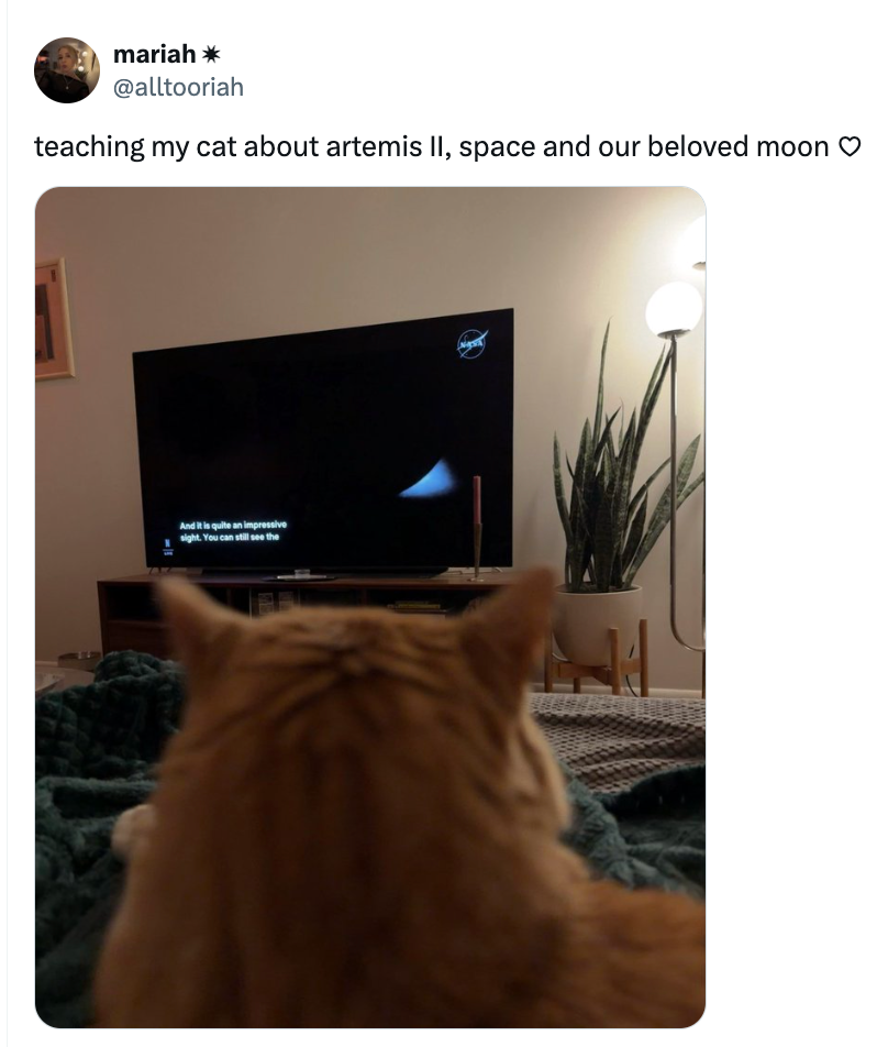 A feline watches a TV showing a abstraction programme astir Artemis II, with a idiosyncratic tweeting astir teaching it abstraction topics