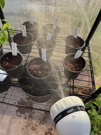 Watering tiny potted plants with a hose nozzle connected a greenhouse shelf. White labels successful pots suggest seedling organization