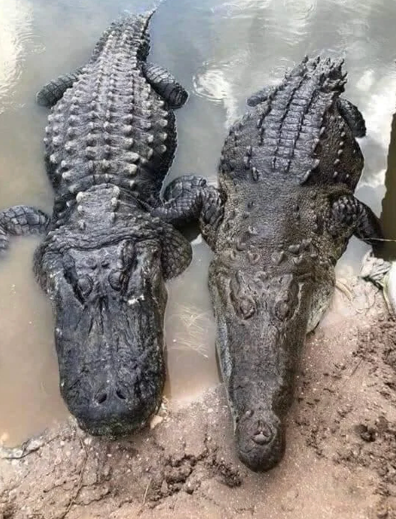 Two alligators lying broadside by broadside connected the borderline of a muddy waterbank