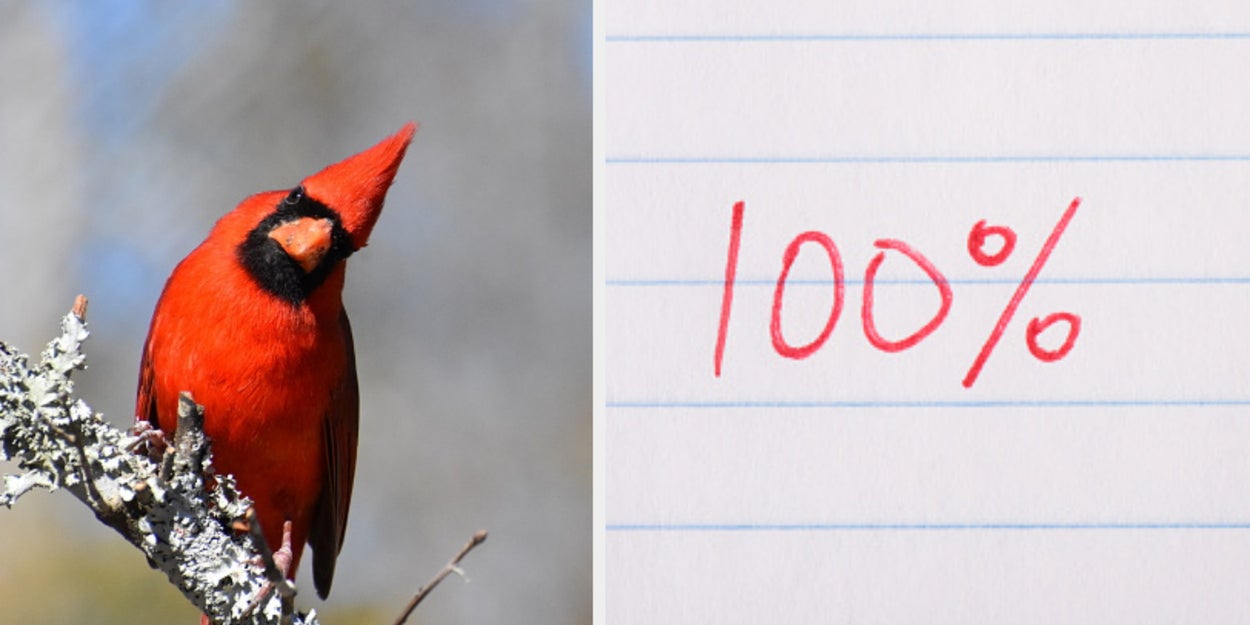 Sorry, But Only Your Sweet Old Grandparents Can Identify All These Types Of Birds