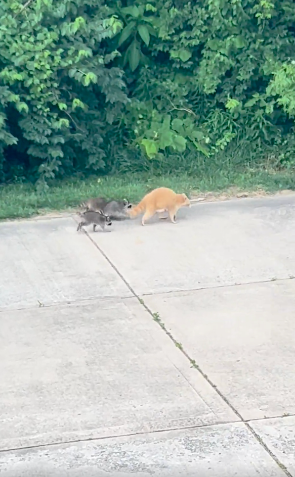 Cat and raccoon walking unneurotic connected a factual way beside a lush greenish background